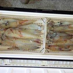 第二龍勢丸 釣果