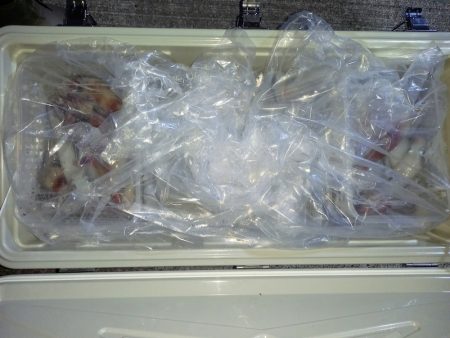 第二龍勢丸 釣果