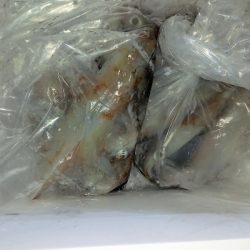 第二龍勢丸 釣果