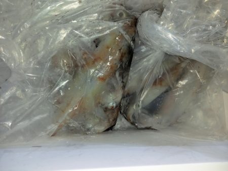 第二龍勢丸 釣果