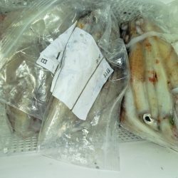 第二龍勢丸 釣果