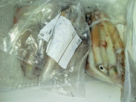 第二龍勢丸 釣果