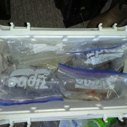 第二龍勢丸 釣果