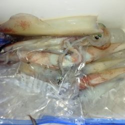 第二龍勢丸 釣果