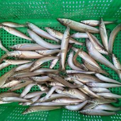 岡田釣船 八英丸 釣果