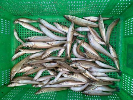 岡田釣船 八英丸 釣果