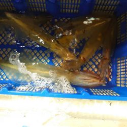 海龍丸（石川） 釣果