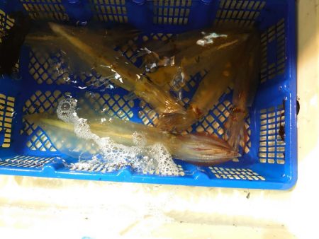 海龍丸（石川） 釣果