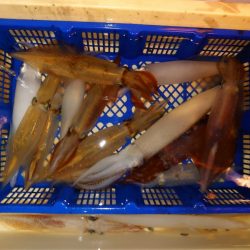 海龍丸（石川） 釣果