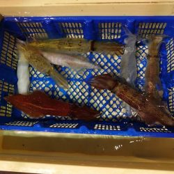 海龍丸（石川） 釣果