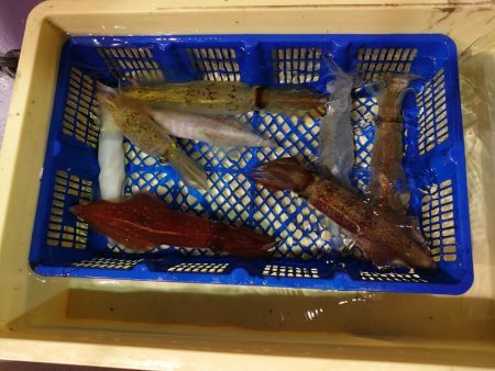 海龍丸（石川） 釣果