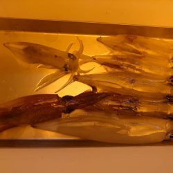 海龍丸（石川） 釣果