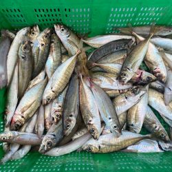 岡田釣船 八英丸 釣果