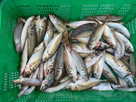 岡田釣船 八英丸 釣果