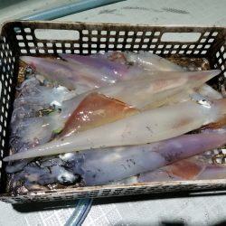 アマテラス 釣果