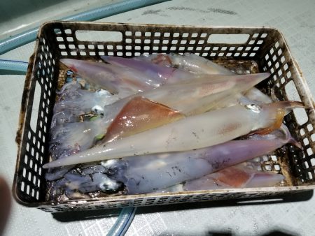 アマテラス 釣果