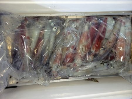 第二龍勢丸 釣果