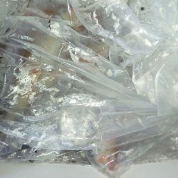 第二龍勢丸 釣果