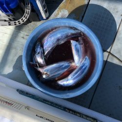 フィッシング　キッタカ 釣果