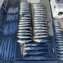 SeaRide(シーライド) 釣果