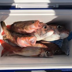 遊漁船高橋 釣果