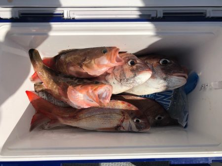 遊漁船高橋 釣果