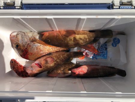 遊漁船高橋 釣果