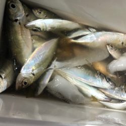 ヤザワ渡船 釣果