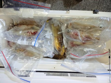 第二龍勢丸 釣果