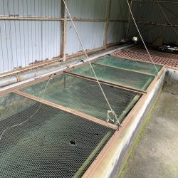 白州トラウトフィッシングエリア シルフ 釣果