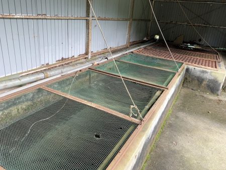 白州トラウトフィッシングエリア シルフ 釣果