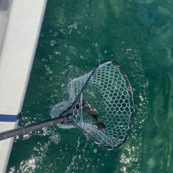 「LaGooN」蒼陽丸 日和号 釣果