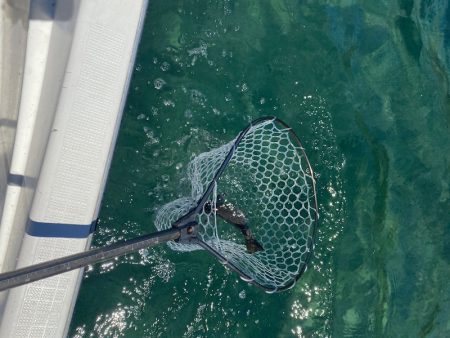 「LaGooN」蒼陽丸 日和号 釣果