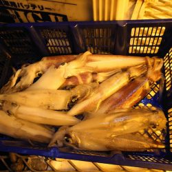 海龍丸（石川） 釣果