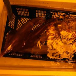 海龍丸（石川） 釣果