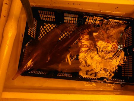 海龍丸（石川） 釣果