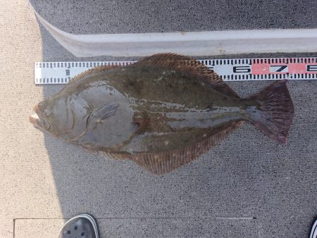 ARCADIAⅡ （アルカディアⅡ） 釣果