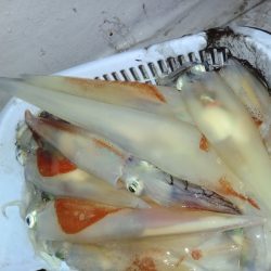 第二龍勢丸 釣果