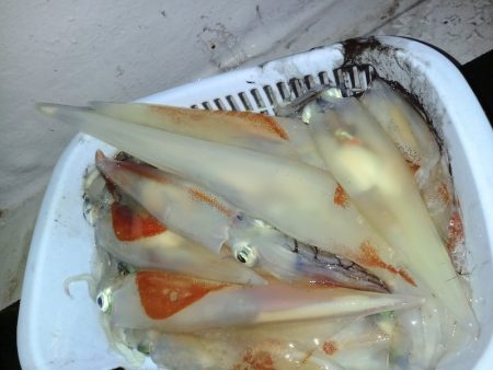 第二龍勢丸 釣果