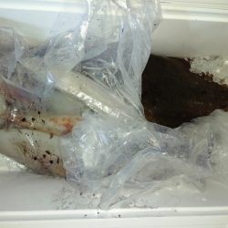 第二龍勢丸 釣果