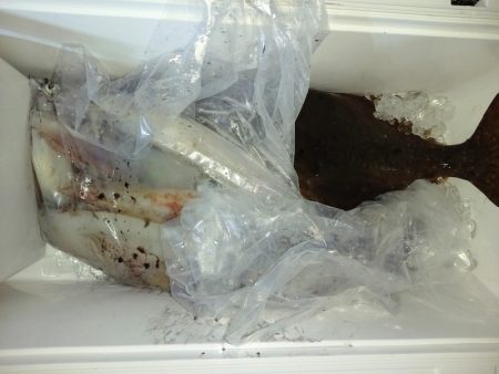 第二龍勢丸 釣果