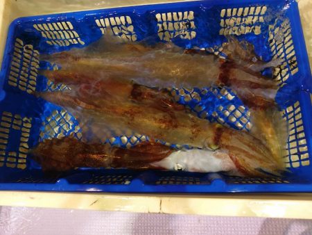 海龍丸（石川） 釣果