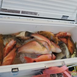 ソルトウォーターガイドフレンズ 釣果