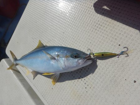 きずなまりん 釣果