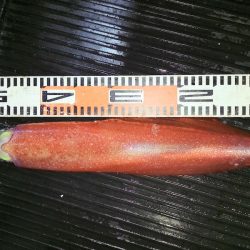 第二龍勢丸 釣果