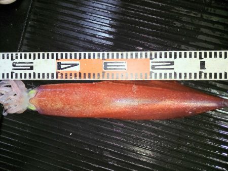 第二龍勢丸 釣果