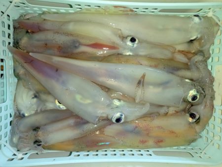 第二龍勢丸 釣果