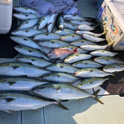 エムズジャーク(M’s JERK) 釣果