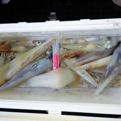 第二龍勢丸 釣果