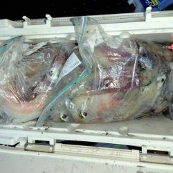 第二龍勢丸 釣果